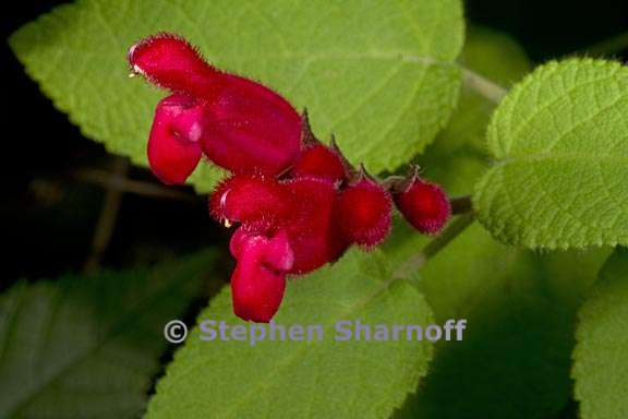 salvia univerticillata 1 graphic